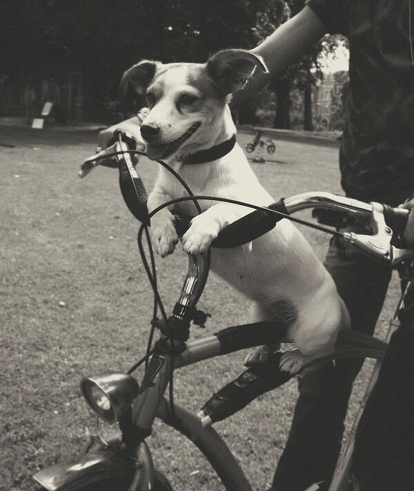 Pets Art Print featuring the photograph Dog On A Bicycle by Ineke Kamps