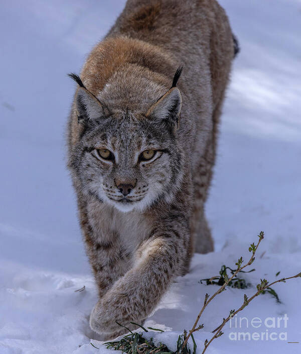 Mammal Art Print featuring the photograph Eurasian Lynx by Bob Gibbons/science Photo Library