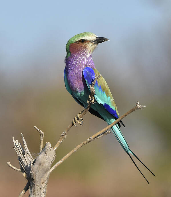 Lilac-breasted Roller Art Print featuring the photograph Lilac-Breasted Roller by Ben Foster