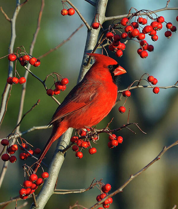 Animal Themes Art Print featuring the photograph Male Cardinal On Branch by H .h. Fox Photography