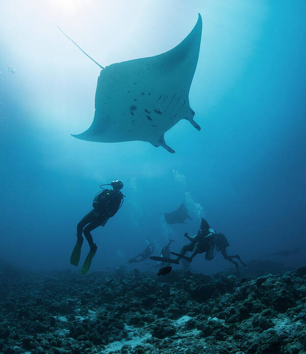 Diving Art Print featuring the photograph Manta Ray by Dmitriy Yevtushyk