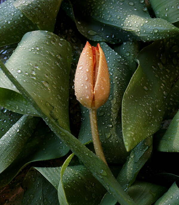 Nature Art Print featuring the photograph Orange Tulip by Rose Ungvari