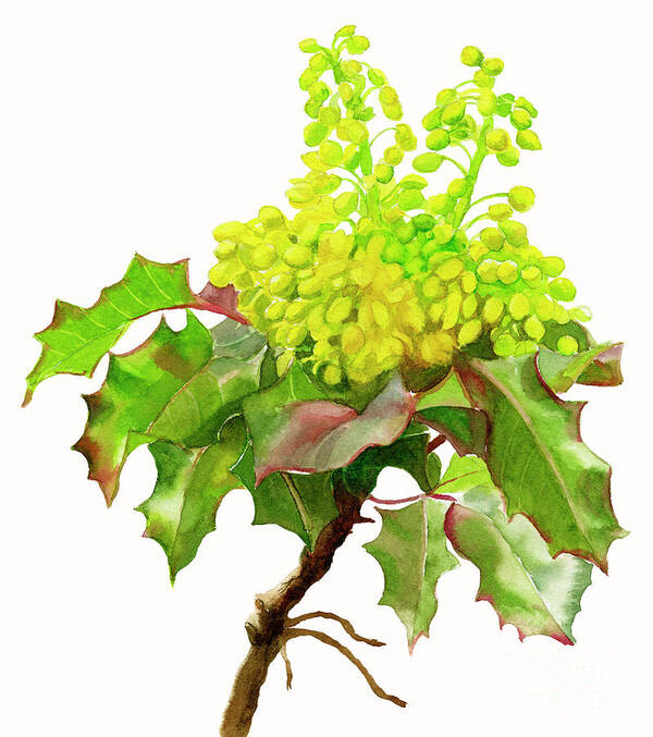 Oregon Art Print featuring the painting Oregon Grape white background by Sharon Freeman