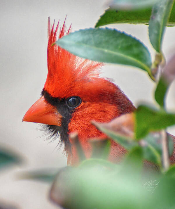 Peek-a-boo Art Print featuring the photograph Peek A Boo by Michael Frank