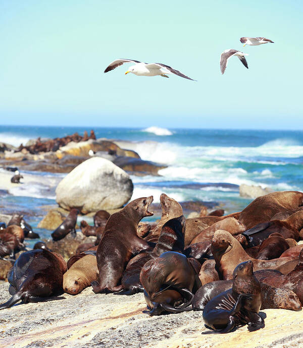 Sea Lion Art Print featuring the photograph Picture Of Sea Lion And Seagull by Bo1982