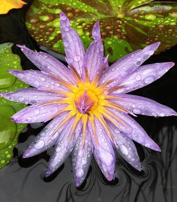 Floral Art Print featuring the photograph Purple Lotus Water Lily by Katherine Taibl