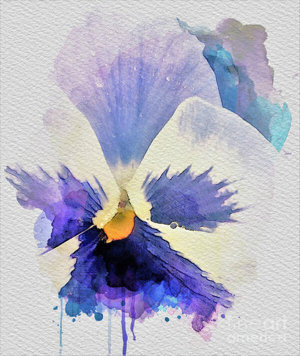 Watercolor Art Print featuring the painting Purple Pansy by Tracey Lee Cassin