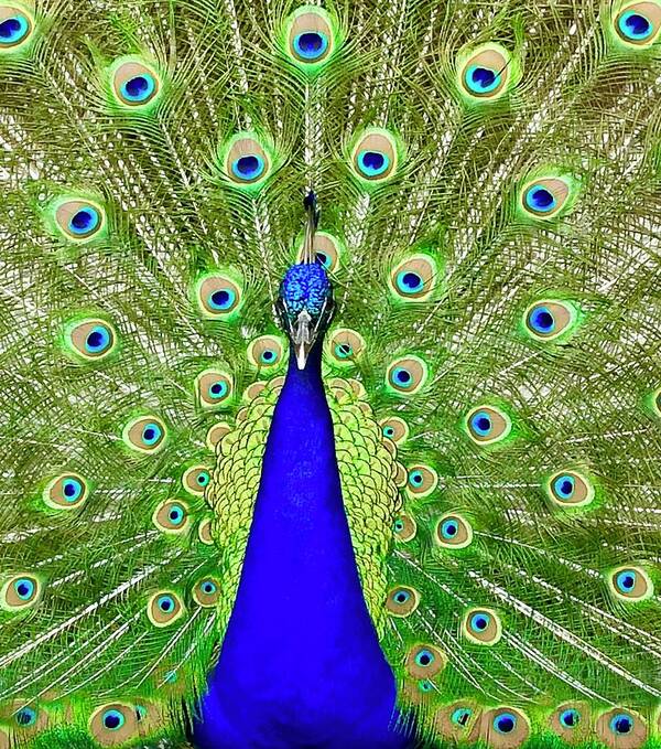 Peacock Ornaments Photograph by Denise Mazzocco - Fine Art America
