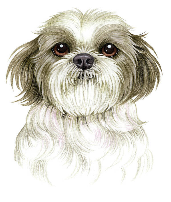 Shih Tzu Art Print featuring the mixed media Shih Tzu by Tomoyo Pitcher