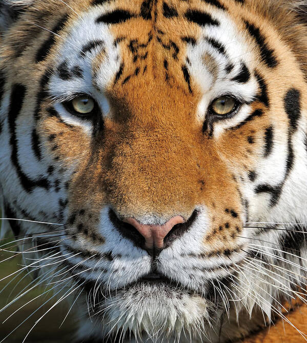 Big Cat Art Print featuring the photograph Tiger by Freder