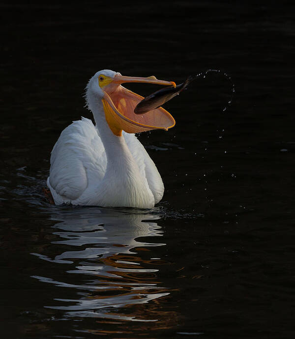 Pelican Art Print featuring the photograph Too Hard To Escape From This Big Mouth by Cheng Chang