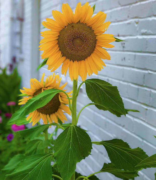 Sunflower Art Print featuring the photograph Urban Sunflower by Lora J Wilson