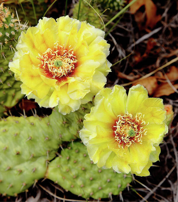 Cactus Art Print featuring the photograph Cactus Blossoms #1 by Bob Falcone