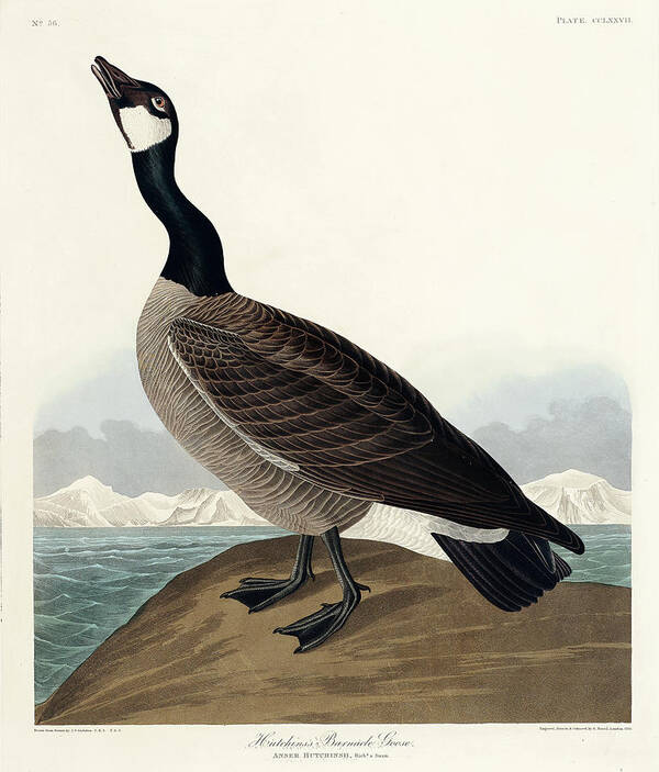 Audubon Birds Art Print featuring the drawing Hutchins's Barnacle Goose #2 by John James Audubon