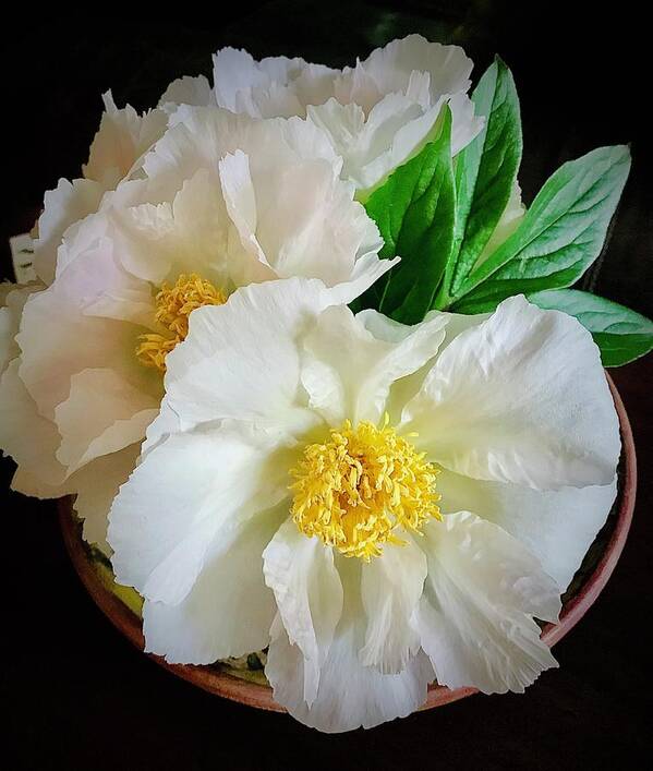 Peonies Art Print featuring the photograph A Plate Full Of Peonies by Alida M Haslett