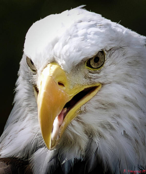 Swan Art Print featuring the photograph American Bald Eagle by Rene Vasquez