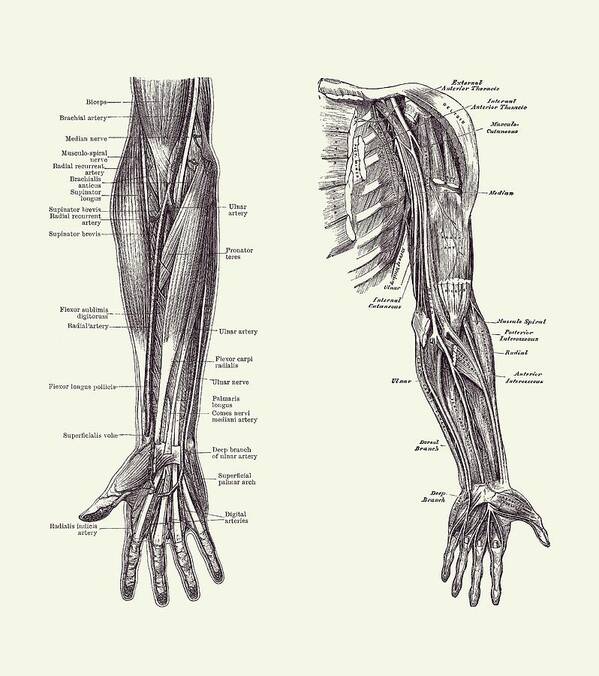 Arm Anatomy Art Print featuring the drawing Arm and Hand Diagram - Dual View - Vintage Anatomy 2 by Vintage Anatomy Prints