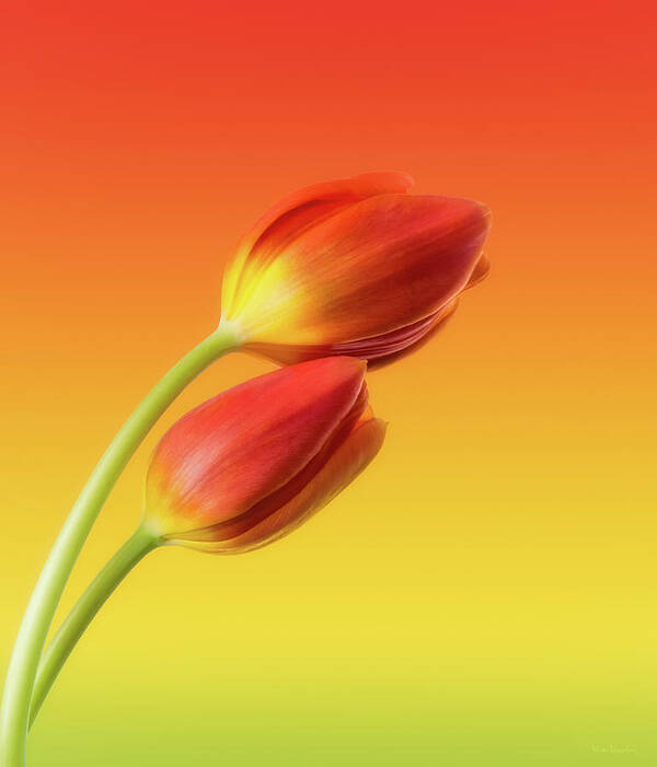 Tulips Art Print featuring the photograph Colorful Tulips by Wim Lanclus