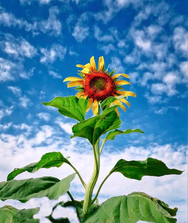 Yellow Art Print featuring the photograph Dancing Desert Sunflower by Judy Kennedy