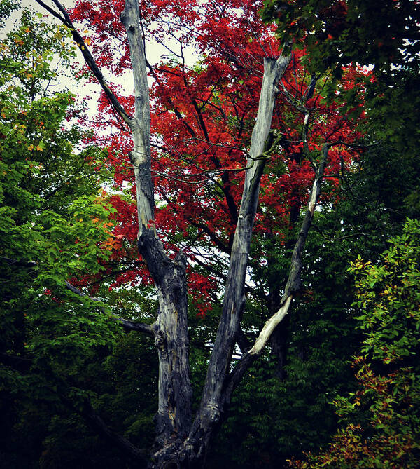 Decaying Red Art Print featuring the photograph Decaying Red by Cyryn Fyrcyd