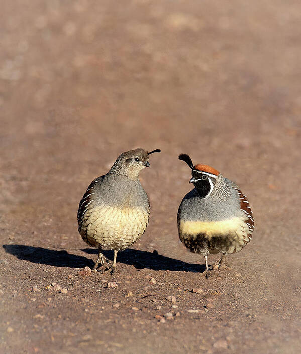 Quail Art Print featuring the photograph Desert Stroll by Art Cole