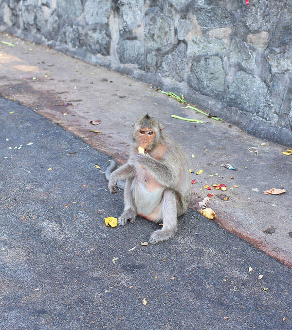 Tropical Rainforest Art Print featuring the photograph Eating Banana Monkey In The Zoo by Goldenboom