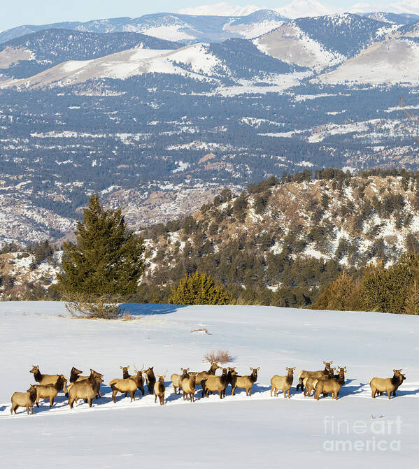 Elk Art Print featuring the photograph Elk Herd on Snowy Mountain by Steven Krull