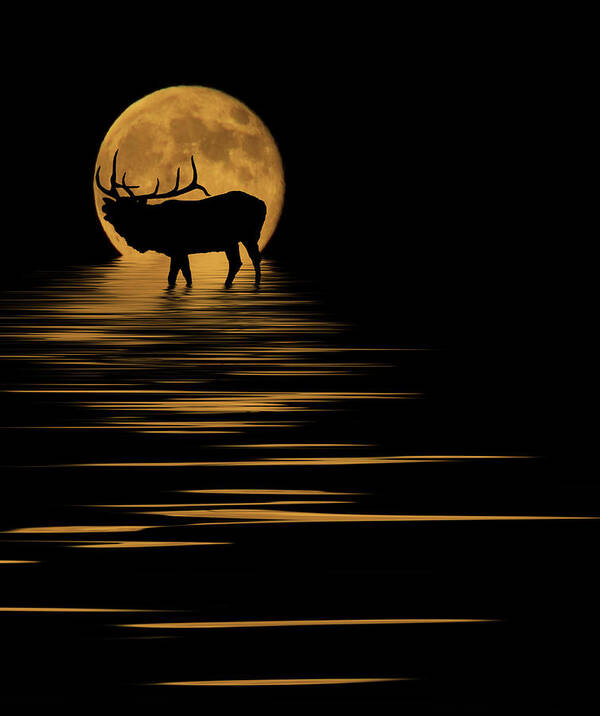 Bugle Art Print featuring the photograph Elk In The Moonlight by Shane Bechler