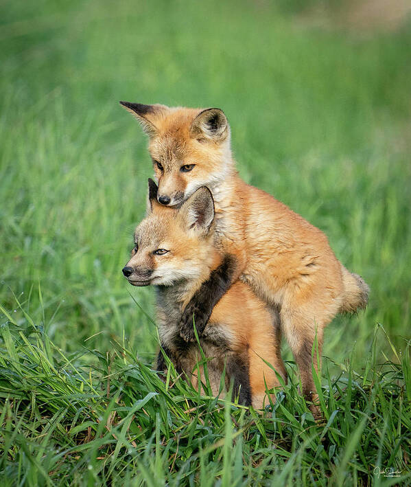 Fox Kits Art Print featuring the photograph Baby Fox Hug by Judi Dressler
