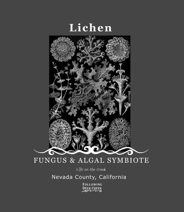 Lichen Art Print featuring the digital art Lichen by Lisa Redfern