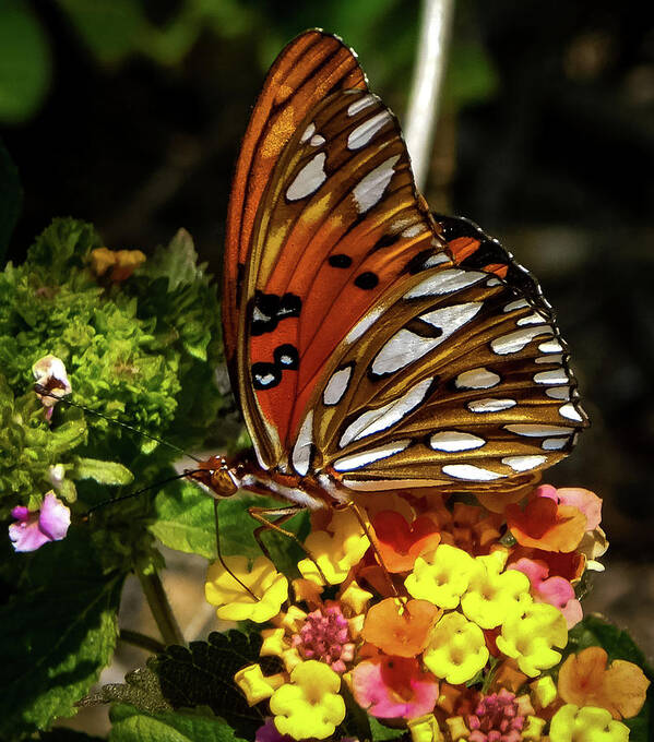 Butterfly Art Print featuring the photograph Majesty by Gena Herro