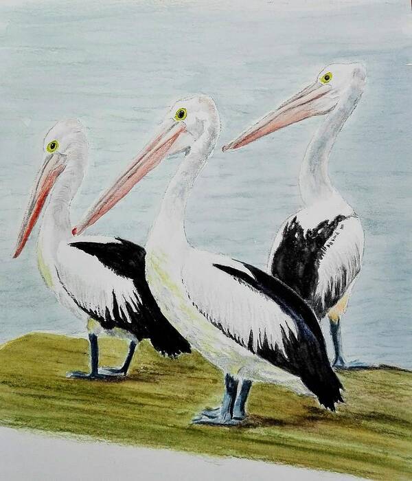 Birds Art Print featuring the painting Pelicans by Sandie Croft