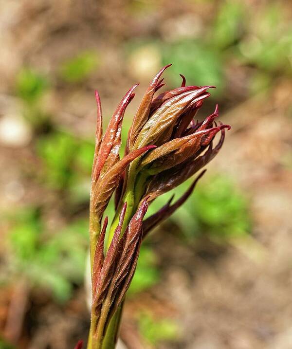 Flower Art Print featuring the photograph Peony Sprouts 2 by Steven Ralser