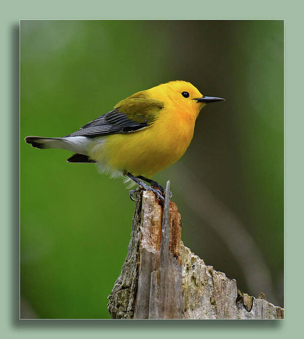 Prothonotary Warbler On Top Of The World Art Print featuring the photograph Prothonotary Warbler on top of the world by Carolyn Hall