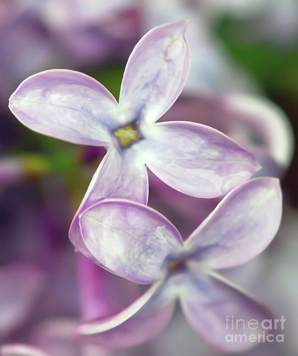 Lilac Art Print featuring the photograph Renewal by Kerri Farley
