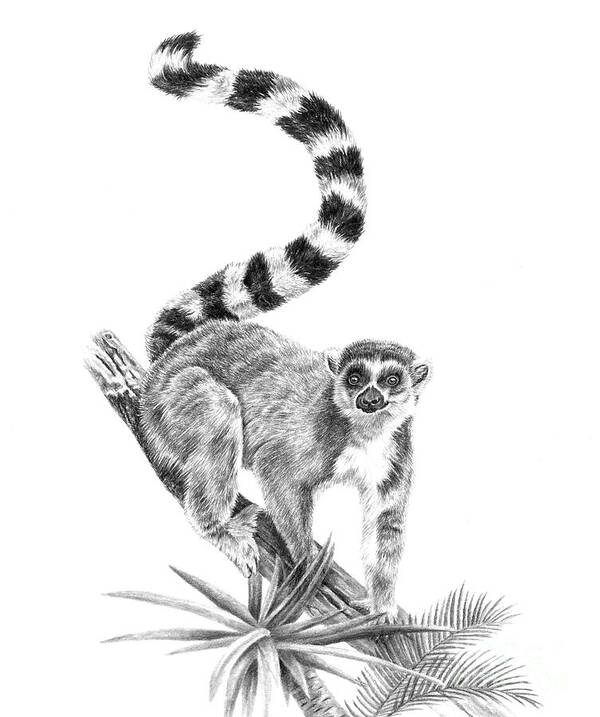 Ring-tailed Lemur Art Print featuring the drawing Ring-tailed Lemur by Pencil Paws