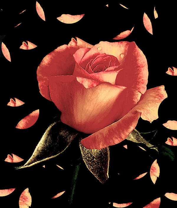 Rose Art Print featuring the photograph Rose Petals by Dani McEvoy
