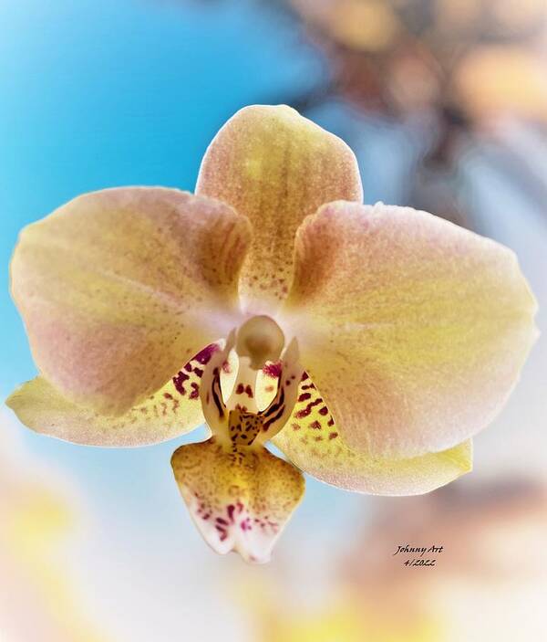 Orchid Art Print featuring the photograph Spring An Easter Bloom by John Anderson