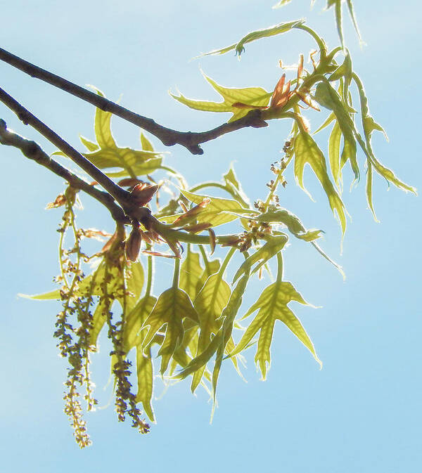 Spring Art Print featuring the photograph Spring Oak Leaves by Phil And Karen Rispin