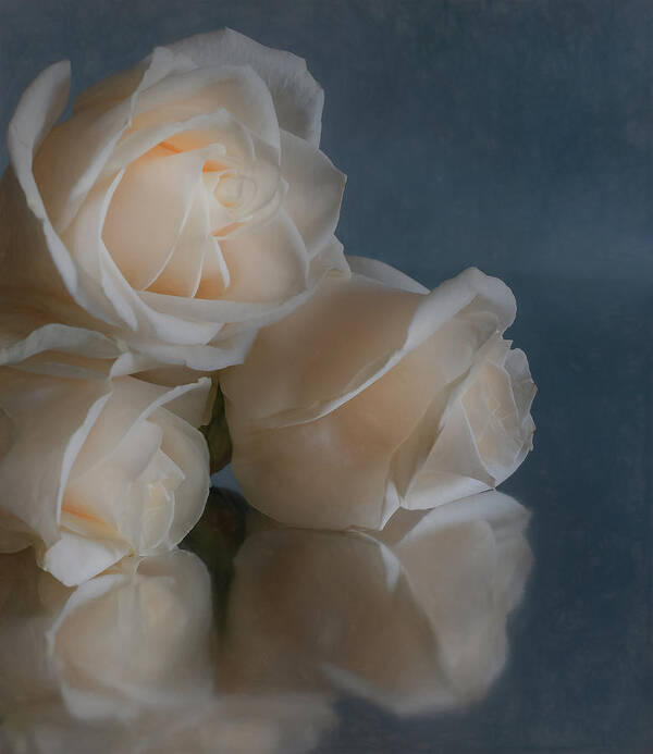 Roses Art Print featuring the photograph Three Roses by Sylvia Goldkranz