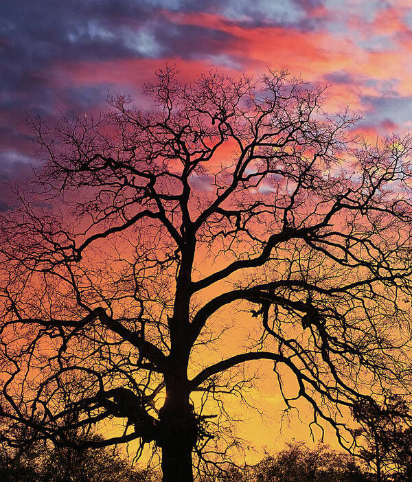 Bark Art Print featuring the photograph Tree Sillouette at Sunset by Darryl Brooks