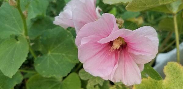 Prints of Hollyhock are available on Fine Art America!