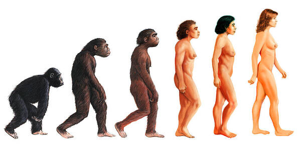 EAW Promoz! - Page 21 Stages-in-female-human-evolution-david-gifford
