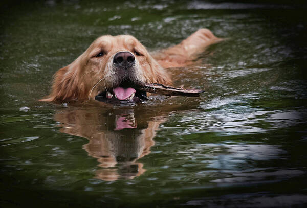 Golden Retriever fetching a stick from the water