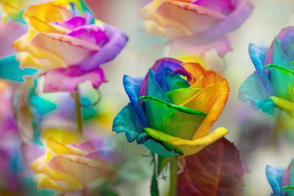 Dreams Of Rainbow Rose Art Print by Jenny Rainbow