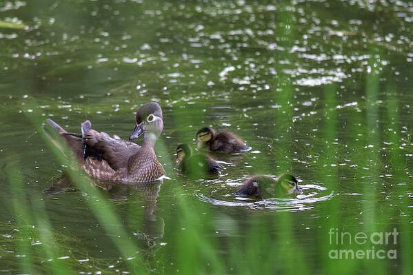 Mother duck hiding behind the blades of grass