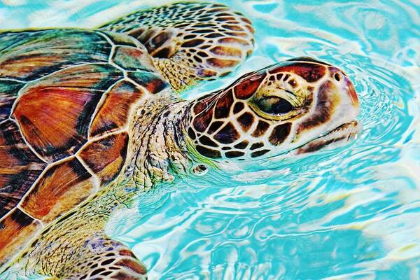 Turtle Art Print featuring the photograph Swimming Turtle by Tatiana Travelways