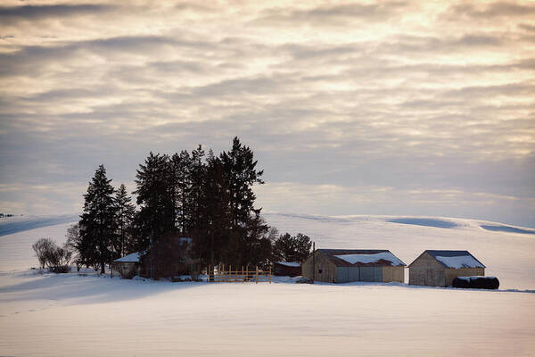 Winter Art Print featuring the photograph Winter Farm At Golden Hour by Tatiana Travelways
