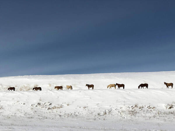Wild Horses Art Print featuring the photograph Montana Wild Horses Crossing In Winter by Tatiana Travelways