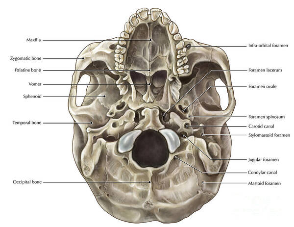 Inferior View Of Skull Foramen Human Skull Inferior View Of The